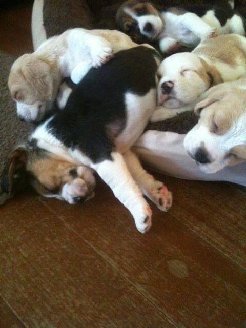 there are many puppies that are sleeping together on the floor and one is curled up