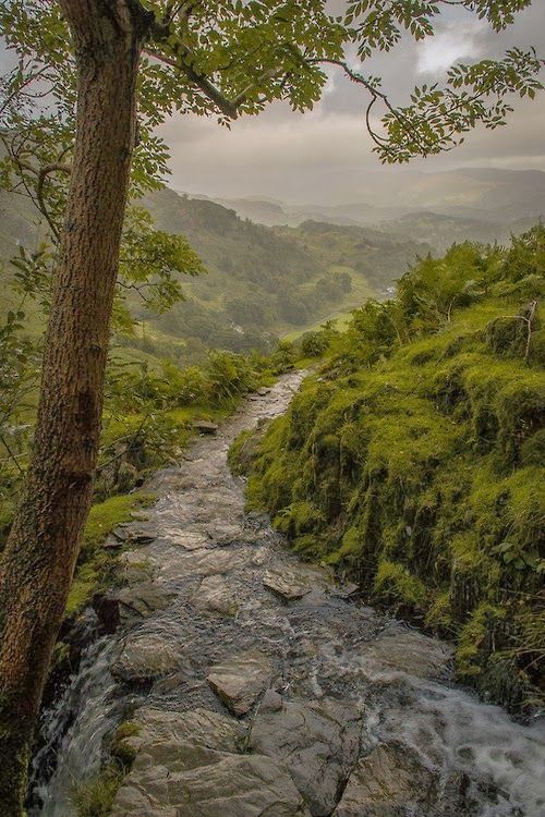 a stream running through a lush green forest filled with lots of trees and grass covered hills