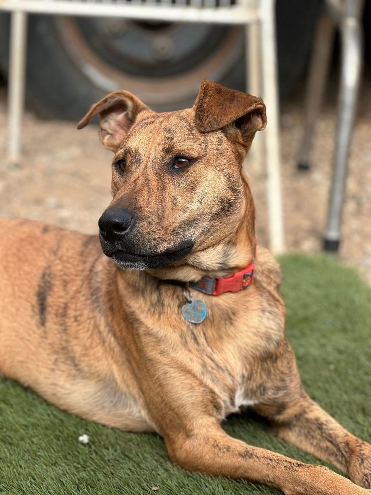 a brown dog laying on top of a lush green field