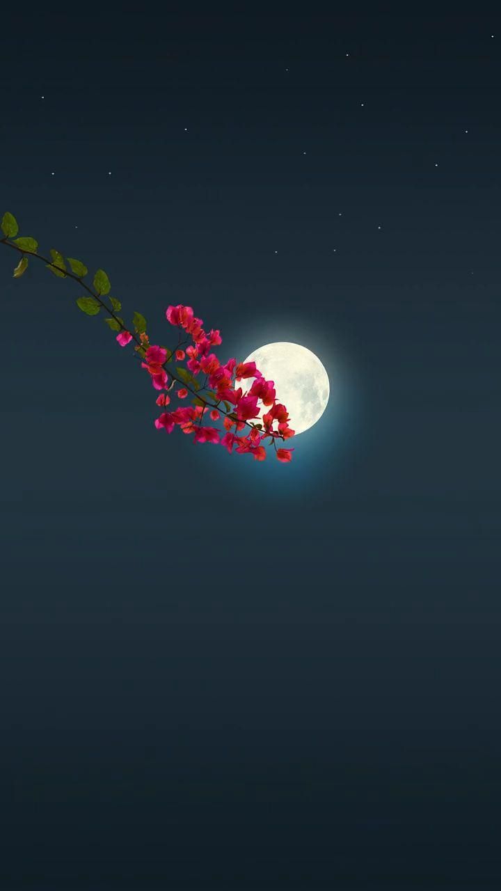 a full moon and some red flowers in the night sky