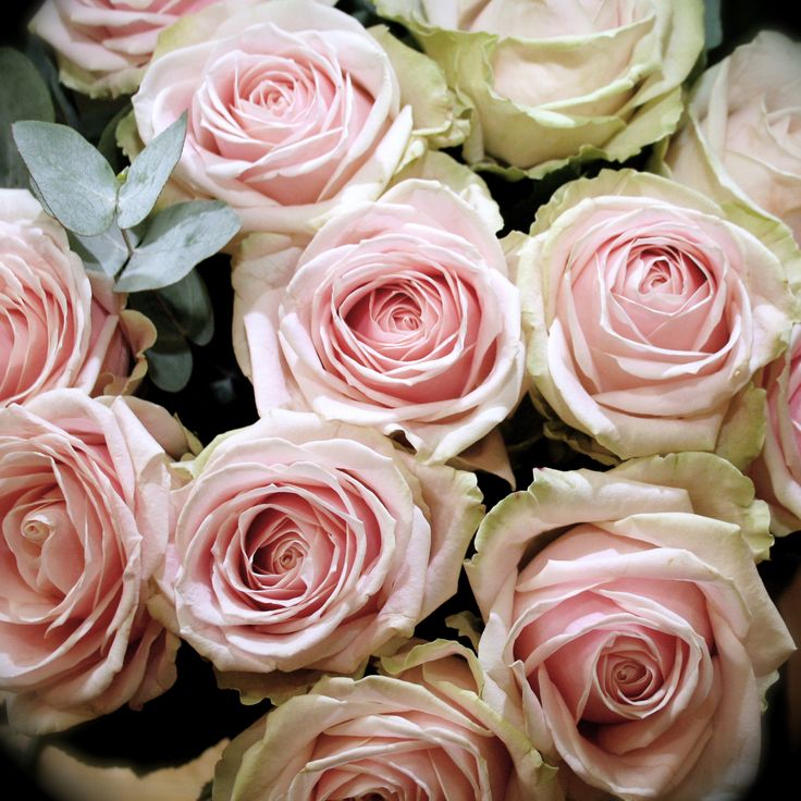 a bouquet of pink roses with green leaves