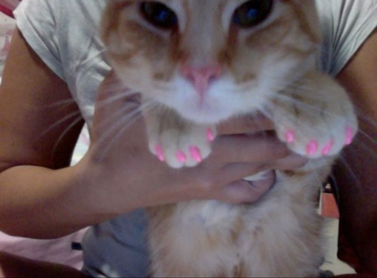 a person holding a cat with pink nail designs on it's paws and hands