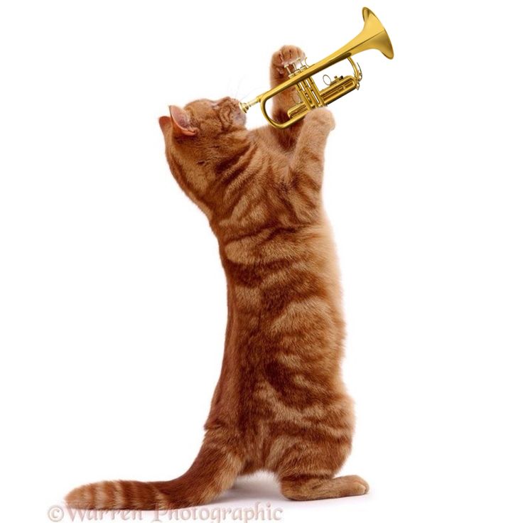 חתול גינגי מחזיק חצוצרה Cat With Saxophone, Cat Playing Trombone, Cat Playing Instrument, Cats Big Eyes, Silly Cat Wallpaper, Silly Cat Gif, Wallpaper Silly, Cats Background, Cats Black And White