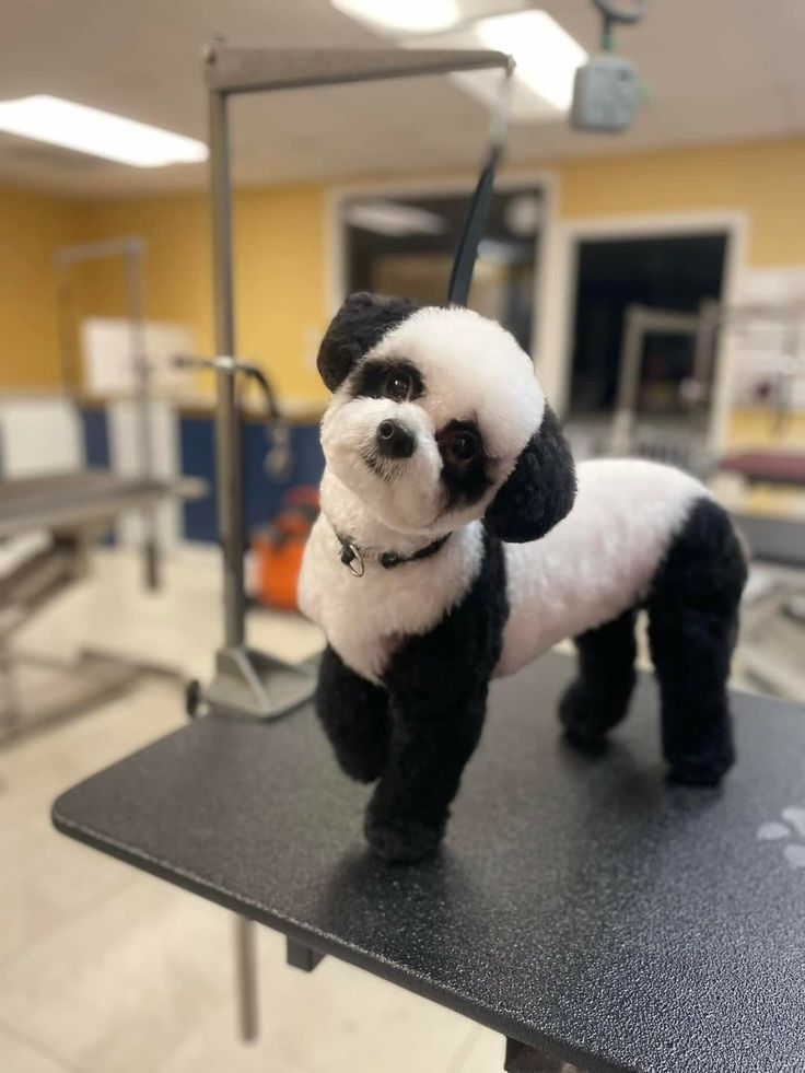 a small stuffed panda bear on top of a table in a room with tables and chairs