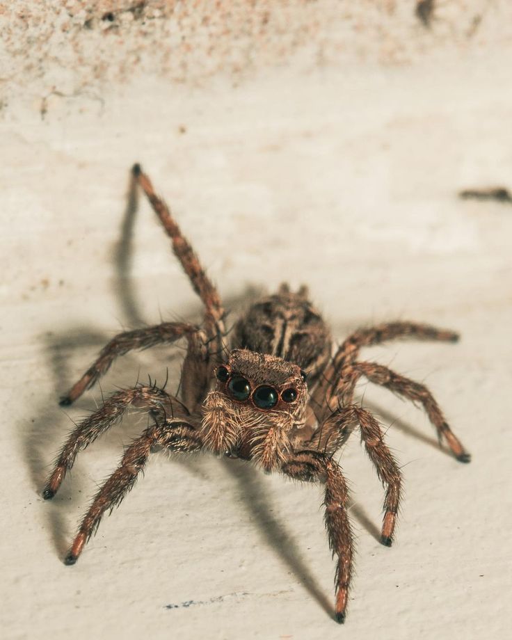 a large spider sitting on top of a white wall