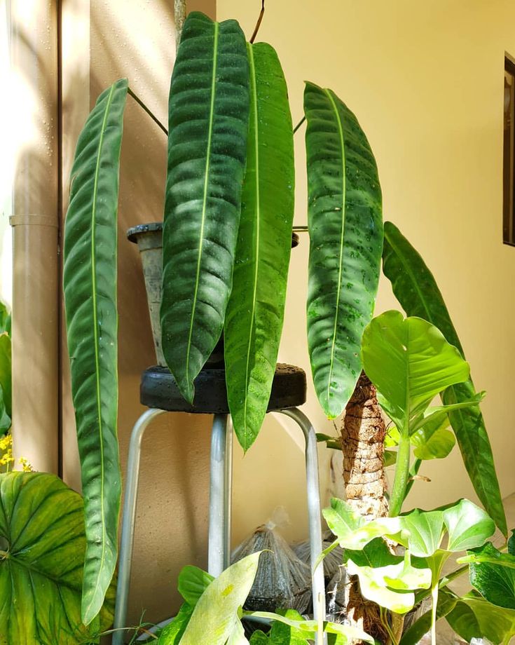 some green plants are growing in a pot next to a ladder with a planter on it