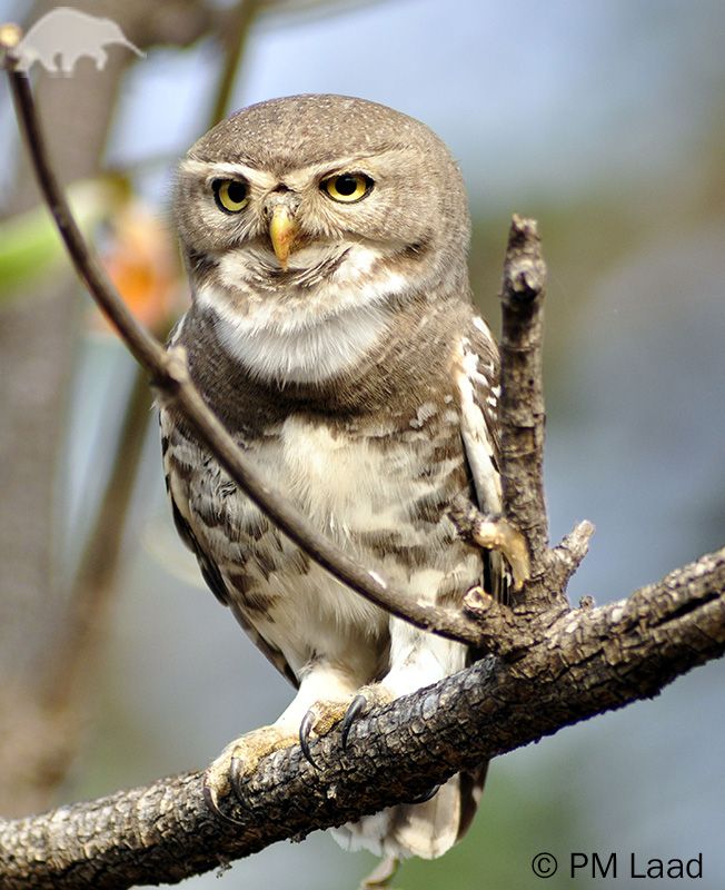 an owl sitting on top of a tree branch