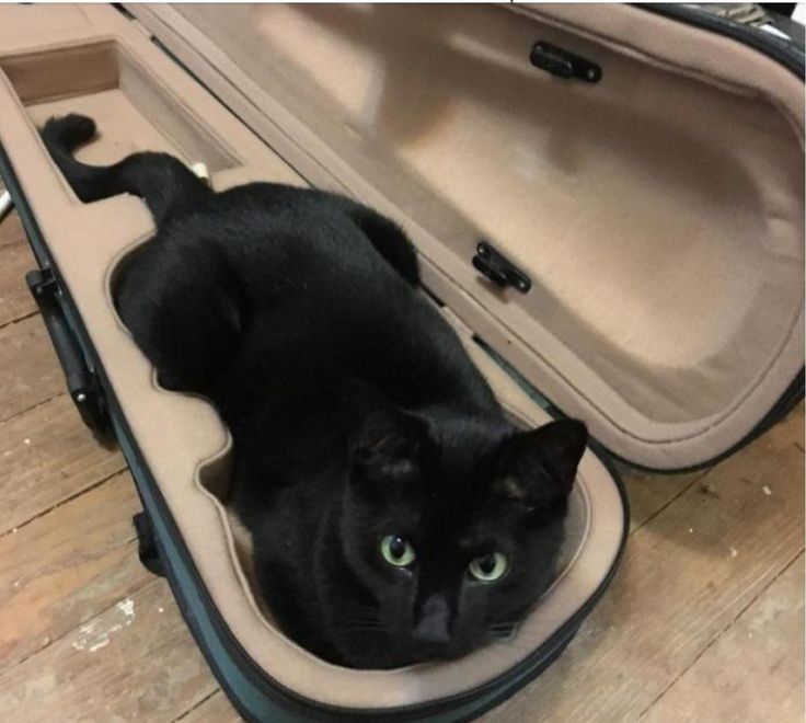 a black cat is laying in an open suitcase on the floor with it's head sticking out