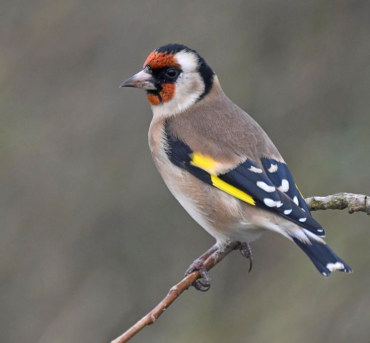 a small bird sitting on top of a tree branch