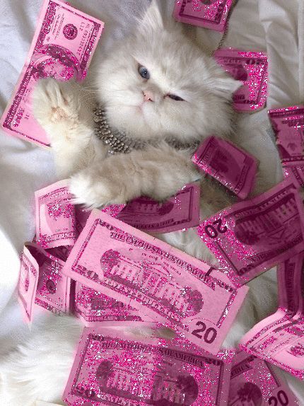 a cat laying on top of pink money with caption that reads, i work hard so my cat can have a better life