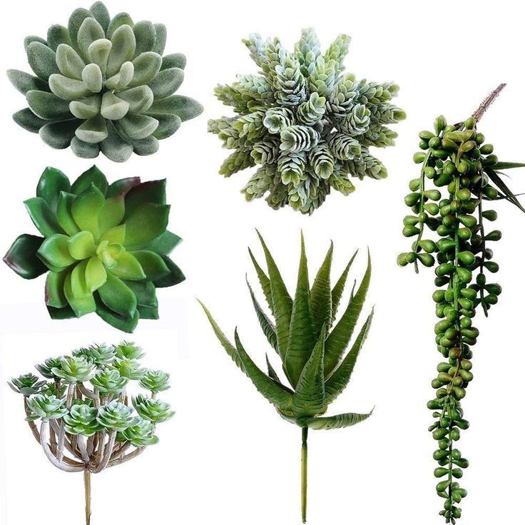 different types of succulents and plants on a white background