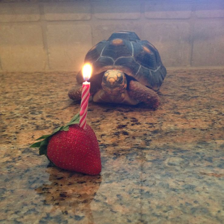 a tortoise shell sitting next to a strawberry with a lit candle on it