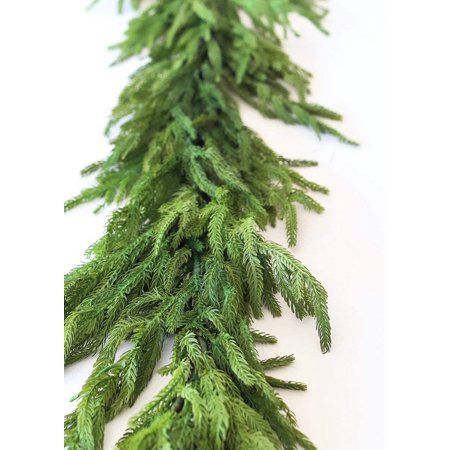 a close up of a green branch on a white background