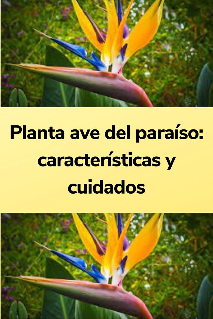 two pictures with the words planta ave del paradiso caracteristicas y cuidados