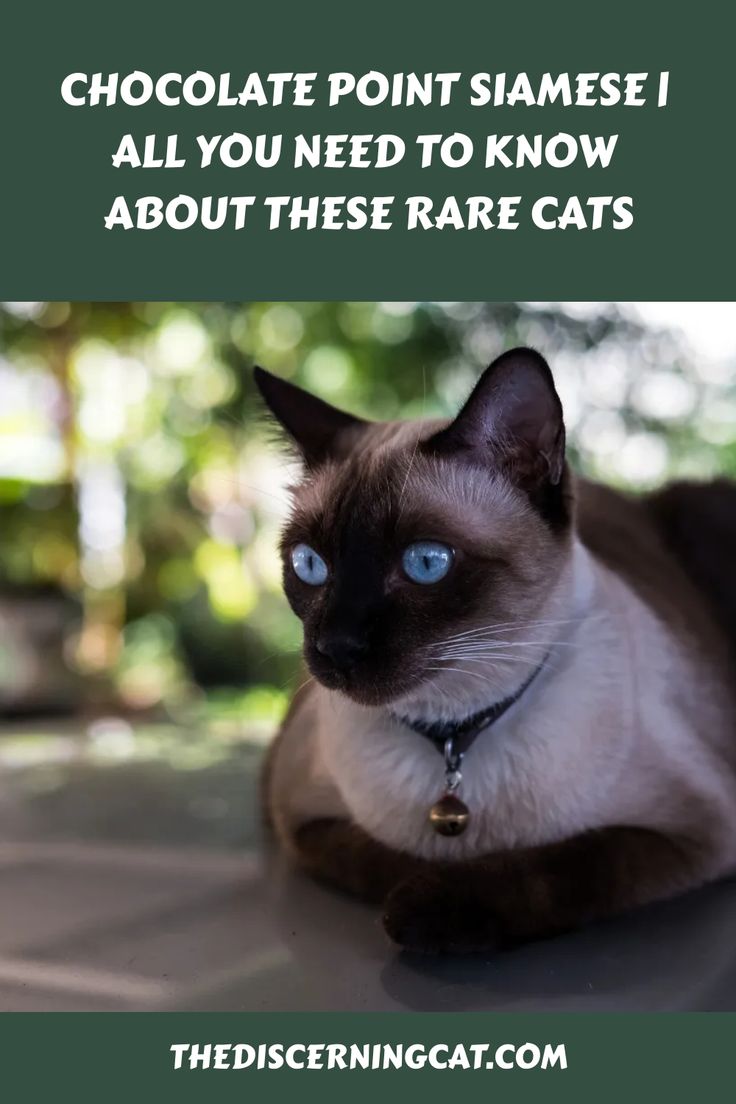 a siamese cat with the caption chocolate point siamese i all you need to know about these rare cats