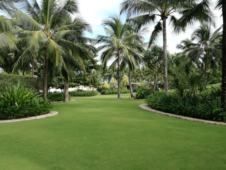 a lush green lawn surrounded by palm trees