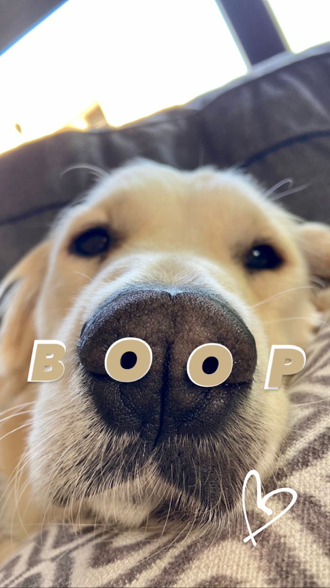 a close up of a dog's nose with the word boo spelled on it