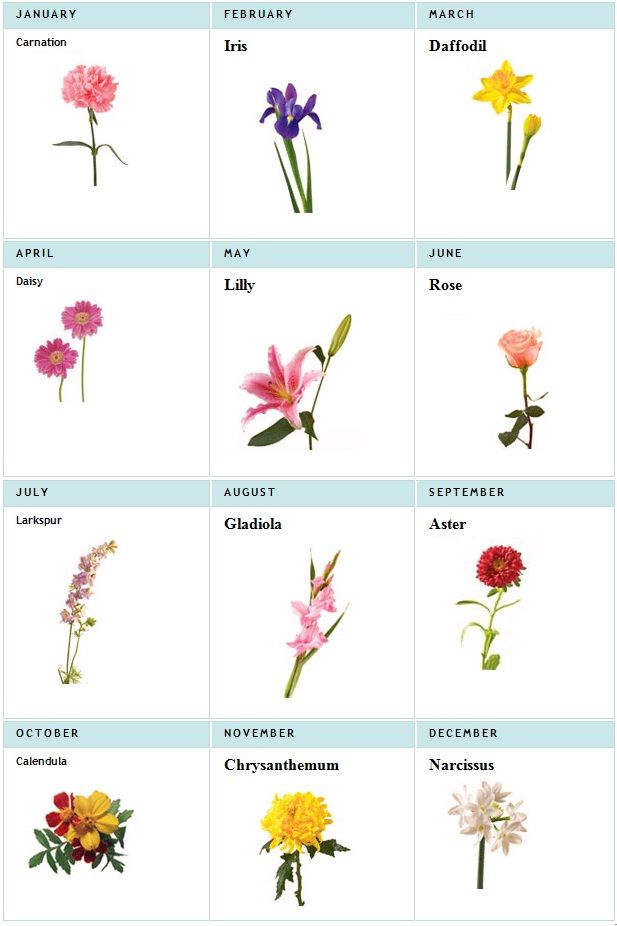 different types of flowers are shown in this chart with the names and pictures on it