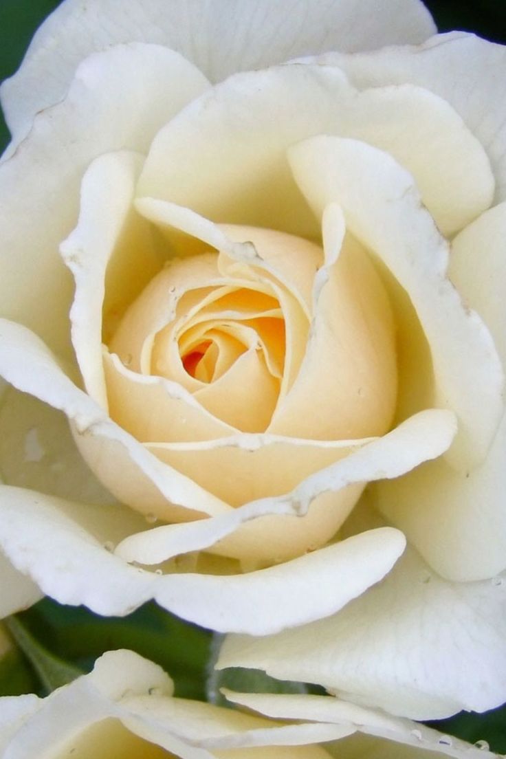 a close up view of a white rose