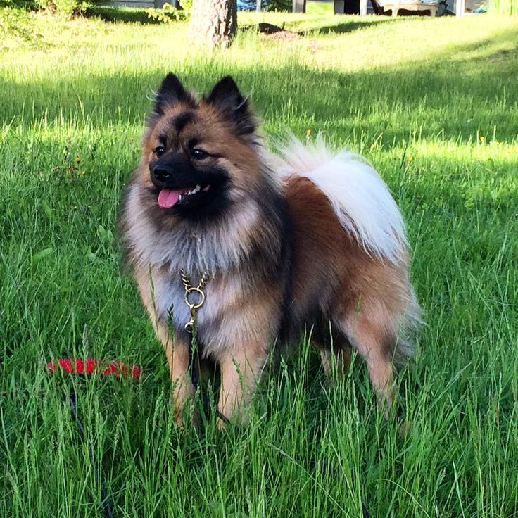 a brown and white dog standing on top of a lush green field