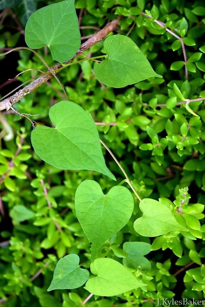 Heart shaped morning glory leaves growing up a bamboo stake. Sedum acre grows as a groundcover beneath the vine. Morning Glory Plant, Morning Glory Vine, Love Morning, Morning Glory Flowers, Summer Scenes, Wood And Steel, Design Installation, Vine Leaves, 1 Tattoo