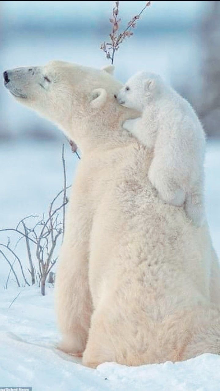 an adult polar bear and her cub are sitting in the snow, hugging each other