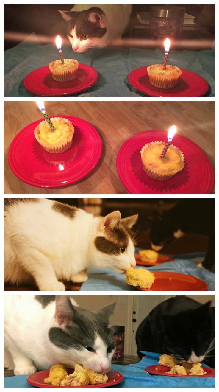 three pictures of cats eating cupcakes with candles on them, and one cat looking at the cake