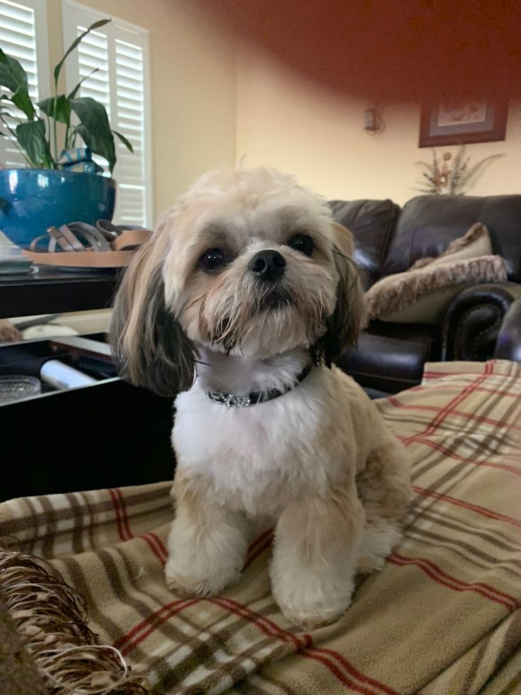 a small white dog sitting on top of a blanket