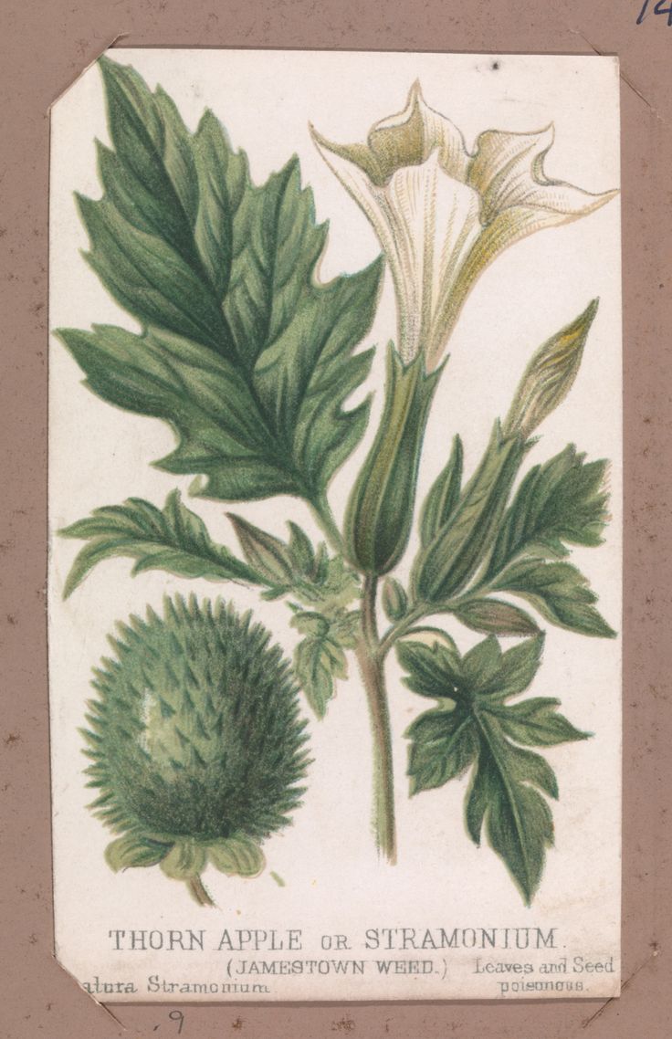 an antique botanical print of flowers and leaves from the early 19th century, showing thorn apple or stramium