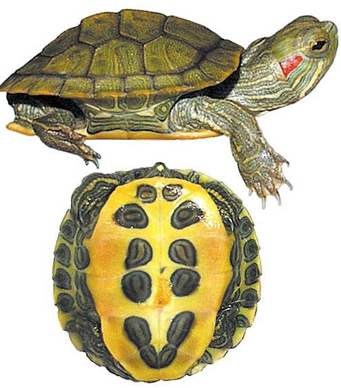 two turtles sitting on top of each other next to each other, one turtle has its head above the other tortoise