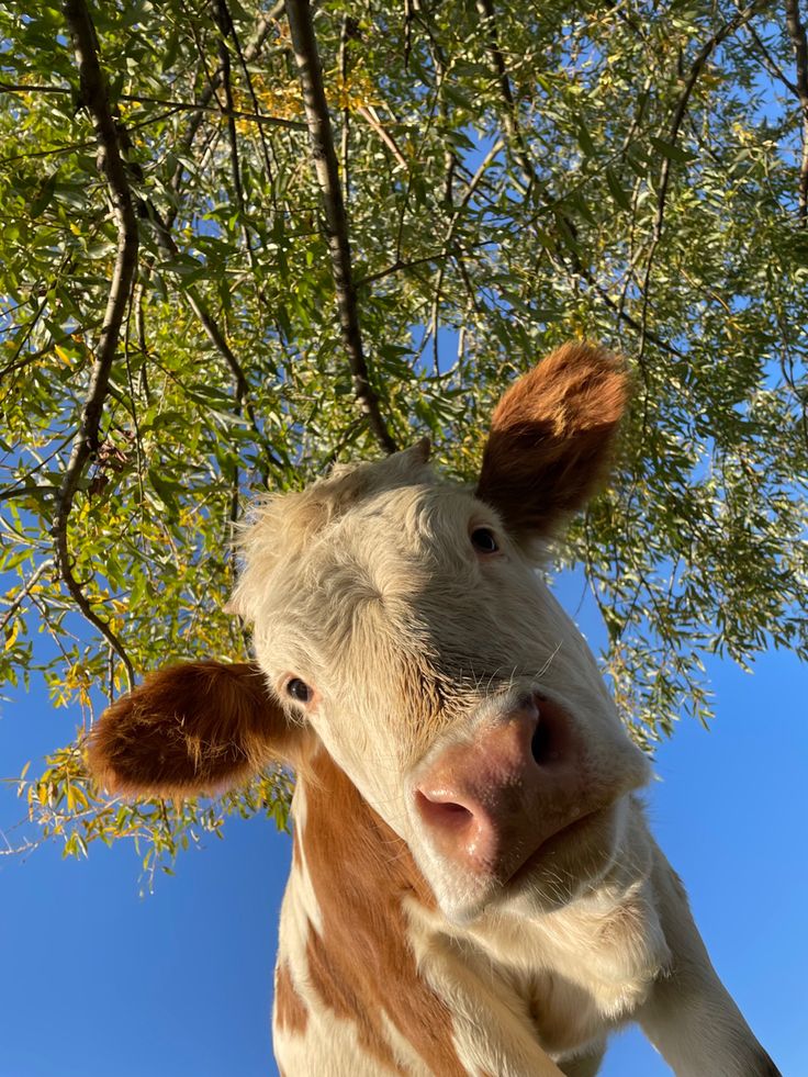 a brown and white cow standing under a tree with its head up to the camera