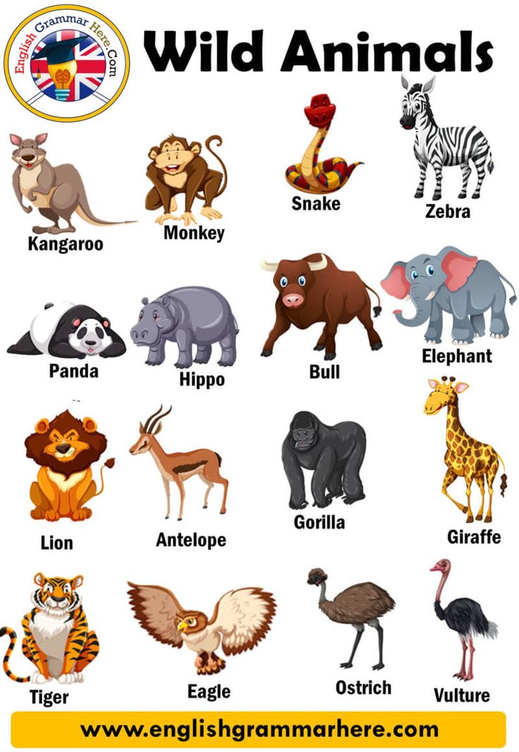 an english poster with different animals and their names in english, spanish, and german