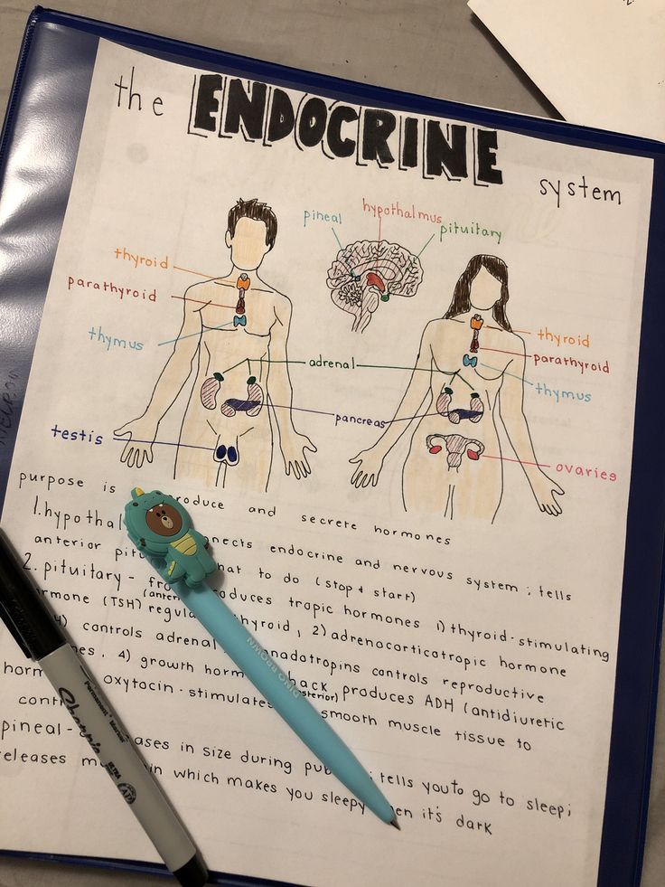 the endocine diagram is shown on top of a notebook