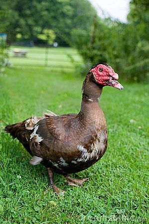 a brown and white bird standing on top of a lush green grass covered field next to trees