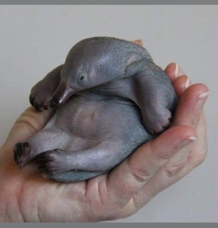 a person holding two baby animals in their hands