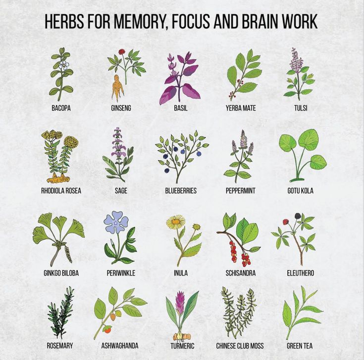 an image of herbs for memory focus and brain work