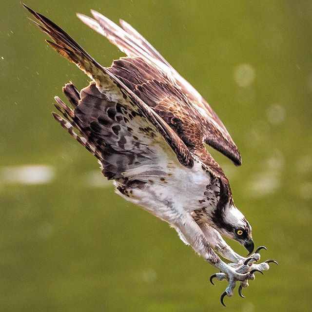 an ospree flies with a fish in its talon