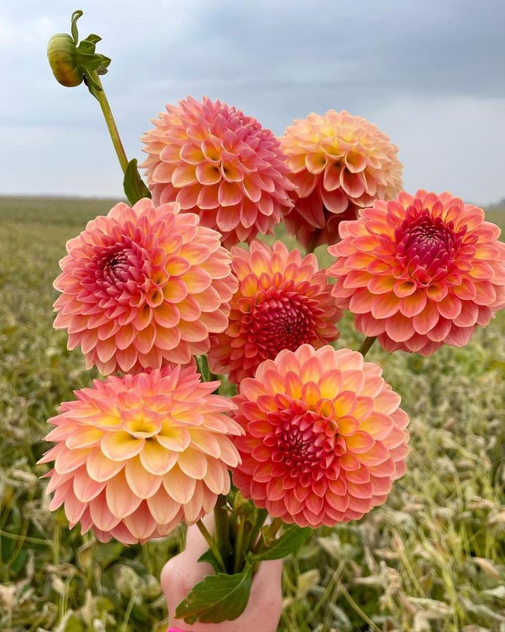 a person holding flowers in the middle of a field