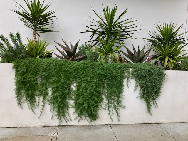 some plants are growing on the side of a wall in front of a white building