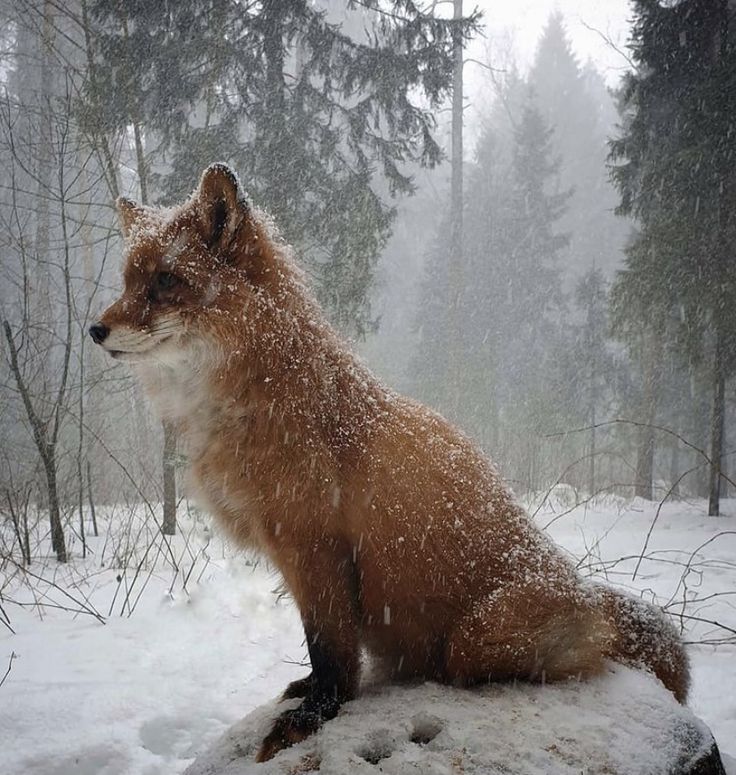 a fox sitting on top of a rock in the snow