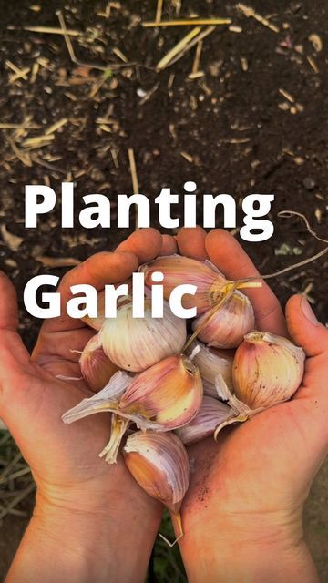 someone holding garlic in their hands with the words planting garlic