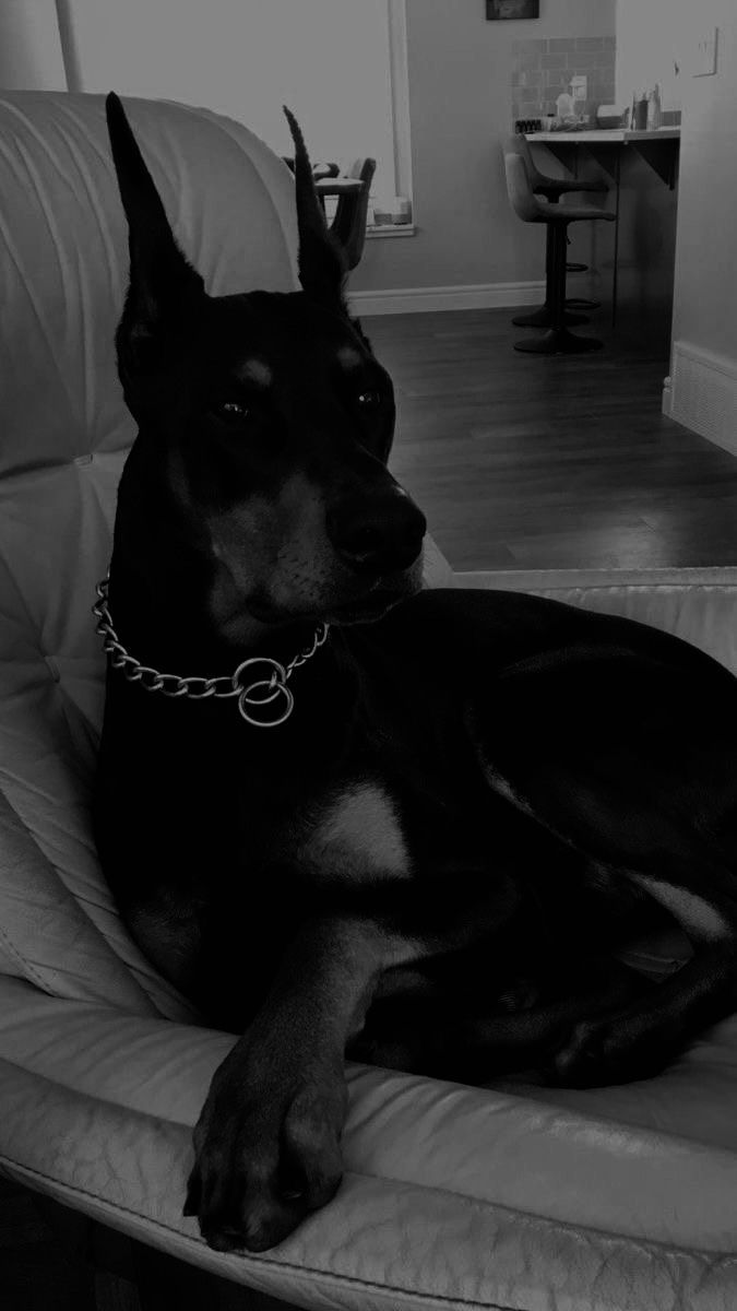 a large black dog laying on top of a white chair