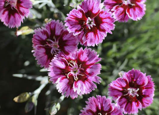 purple flowers are blooming in the garden