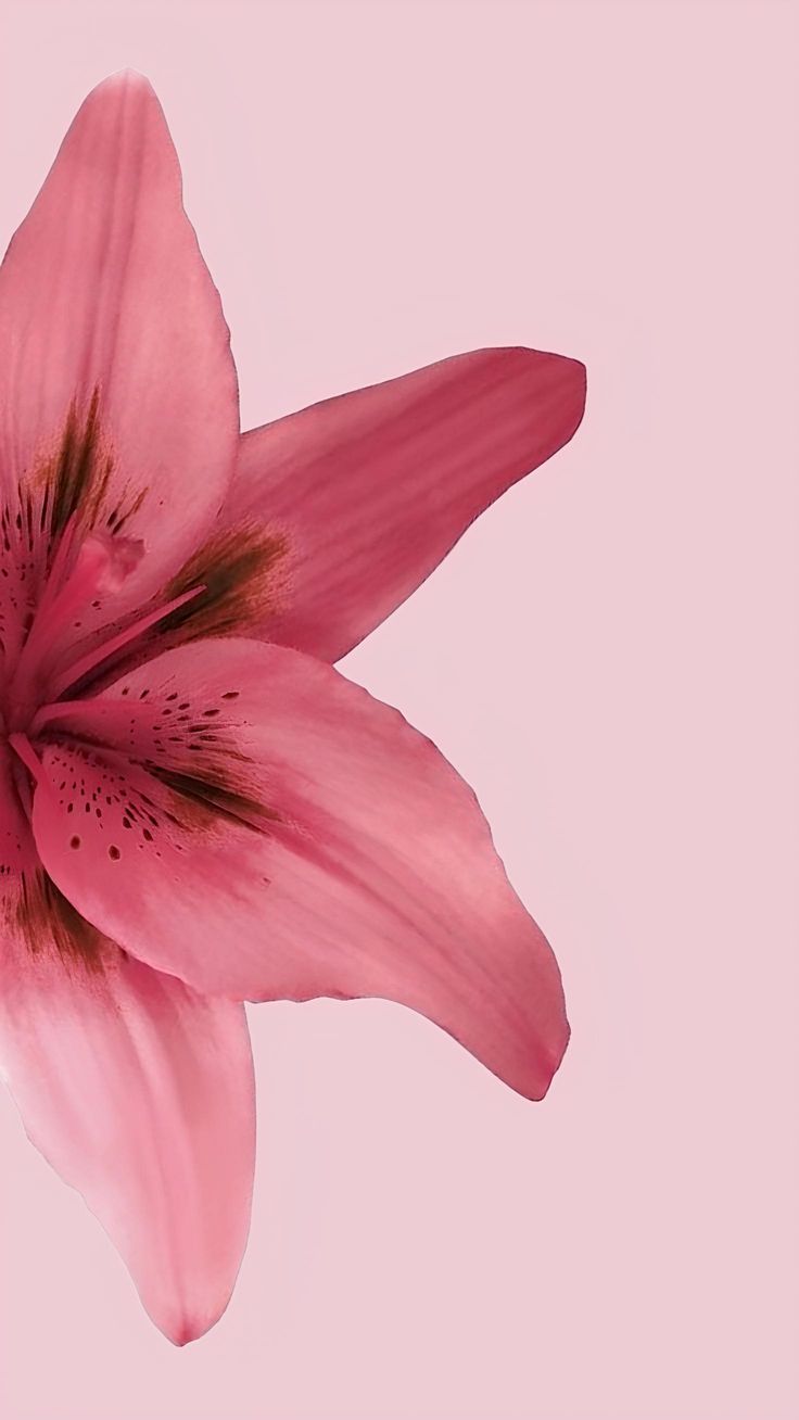 a pink flower with brown stamens against a light pink background