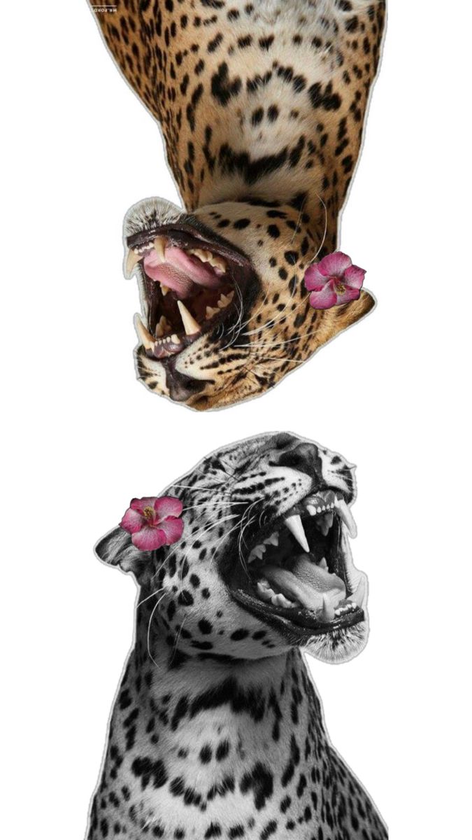 two pictures of leopards with their mouths open