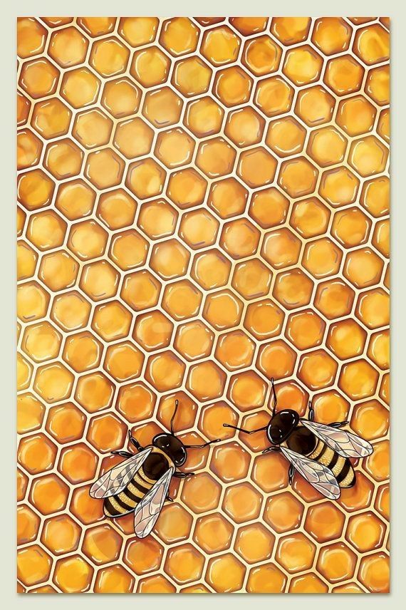 two bees sitting on honeycombs in front of each other