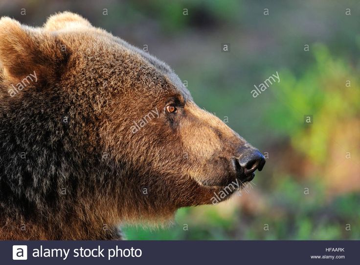 a brown bear is looking at something in the distance