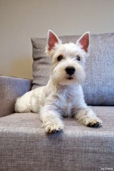 a small white dog sitting on top of a couch