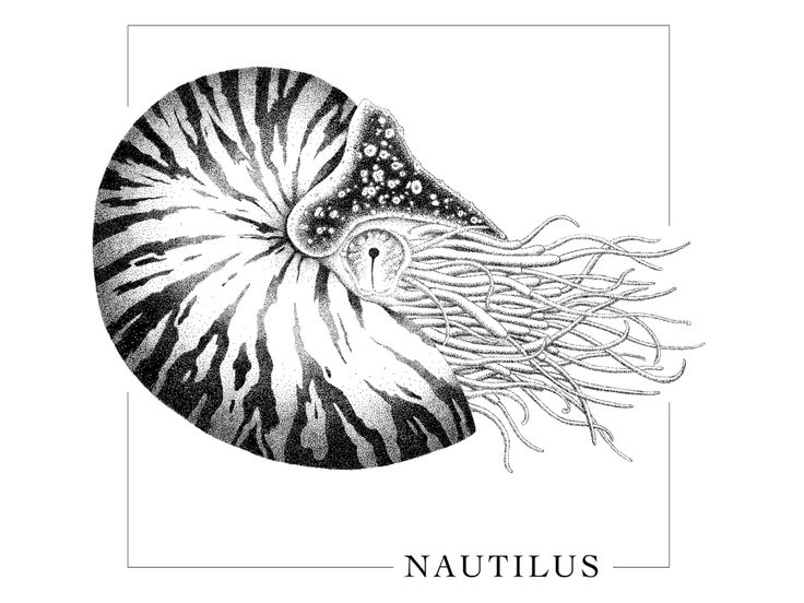 a black and white drawing of a nautilus