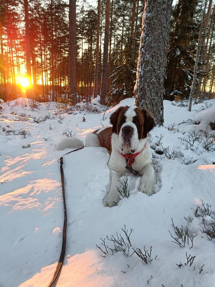 a brown and white dog laying on top of snow covered ground next to a tree